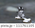 雪がやんだ早朝のヤマセミ 111761105