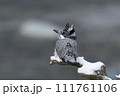 雪がやんだ早朝のヤマセミ 111761106