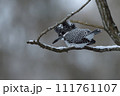 雪がやんだ早朝のヤマセミ 111761107