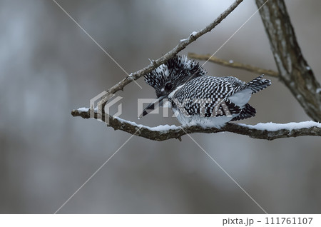 雪がやんだ早朝のヤマセミ 111761107