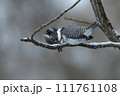 雪がやんだ早朝のヤマセミ 111761108