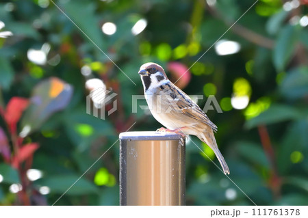 スズメ スズメ 111761378