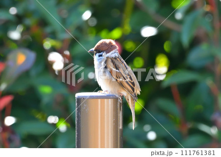 スズメ 111761381