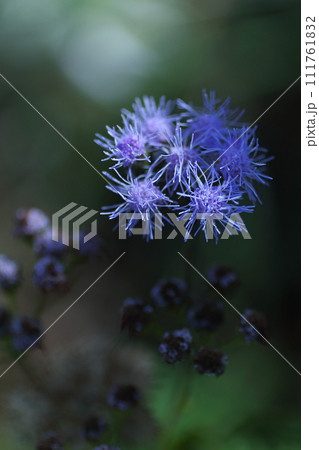 幻想的なイソギク 幻想的なイソギク 111761832