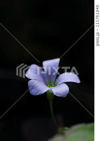青い花のオキザリス・トライアングラリス 111761840