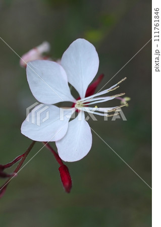 白いガウラの花 111761846