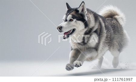 アラスカン・マラミュート image of Alaskan Malamute No1-9 111761997
