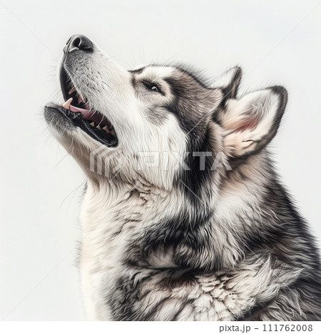 アラスカン・マラミュート image of Alaskan Malamute No2-7 111762008