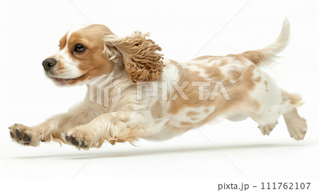 アメリカンコッカースパニエル American Cocker Spaniel No1-15 アメリカンコッカースパニエル American Cocker Spaniel No1-15 111762107