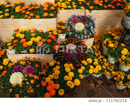 京都府立植物園　早春の草花展 111762228