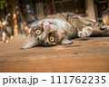 The cat looks so cute looking this way. 111762235