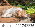 The cat looks so cute looking this way. 111762236