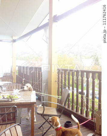 カフェでのんびり2匹のビーグル犬 カフェでのんびり2匹のビーグル犬 111762416
