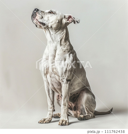 アメリカンスタッフォードシャーテリア Amstaffy No2-3 111762438