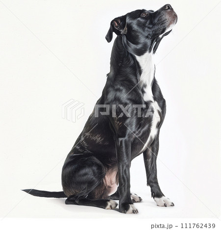アメリカンスタッフォードシャーテリア Amstaffy No2-4 111762439