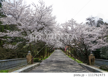 兵庫県 加東市 播磨中央公園 さくらまつり 兵庫県 加東市 播磨中央公園 さくらまつり 111762473