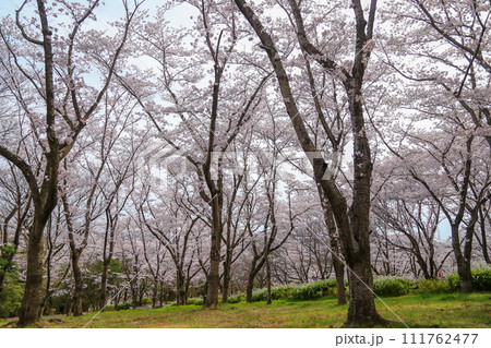 兵庫県 加東市 播磨中央公園 さくらまつり 111762477