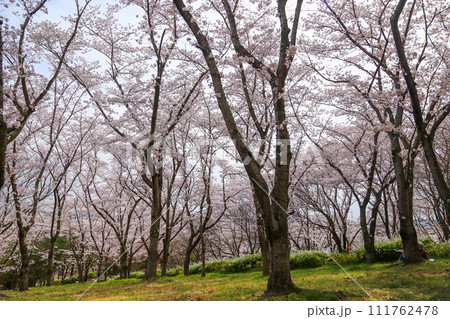 兵庫県 加東市 播磨中央公園 さくらまつり 兵庫県 加東市 播磨中央公園 さくらまつり 111762478