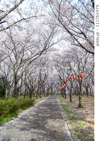 兵庫県 加東市 播磨中央公園 さくらまつり 兵庫県 加東市 播磨中央公園 さくらまつり 111762479