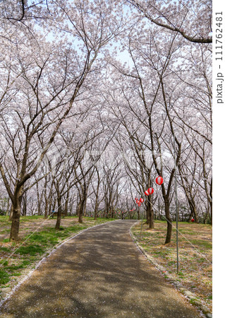兵庫県 加東市 播磨中央公園 さくらまつり 111762481