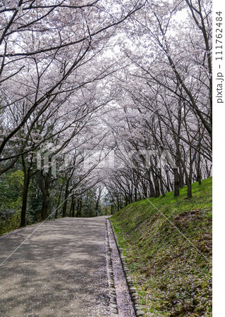 兵庫県 加東市 播磨中央公園 さくらまつり 111762484