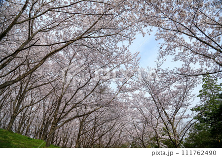兵庫県 加東市 播磨中央公園 さくらまつり 111762490
