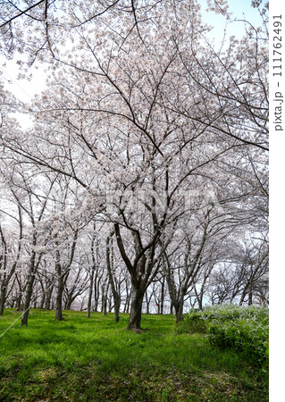 兵庫県 加東市 播磨中央公園 さくらまつり 111762491