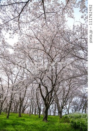 兵庫県 加東市 播磨中央公園 さくらまつり 111762492
