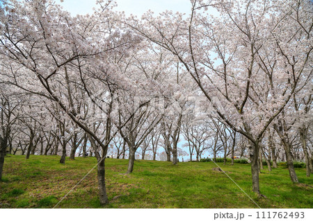 兵庫県 加東市 播磨中央公園 さくらまつり 111762493
