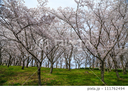 兵庫県 加東市 播磨中央公園 さくらまつり 111762494