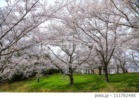 兵庫県 加東市 播磨中央公園 さくらまつり 111762498