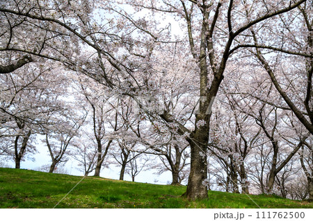 兵庫県 加東市 播磨中央公園 さくらまつり 111762500