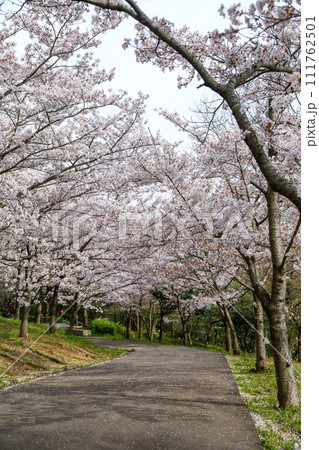 兵庫県 加東市 播磨中央公園 さくらまつり 111762501