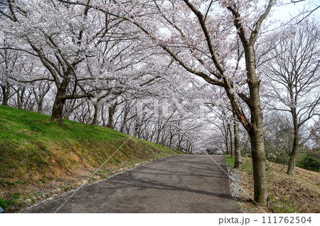 兵庫県 加東市 播磨中央公園 さくらまつり 兵庫県 加東市 播磨中央公園 さくらまつり 111762504