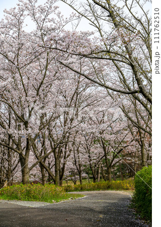 兵庫県 加東市 播磨中央公園 さくらまつり 111762510