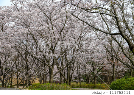 兵庫県 加東市 播磨中央公園 さくらまつり 兵庫県 加東市 播磨中央公園 さくらまつり 111762511