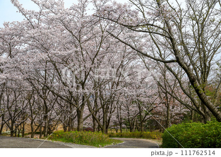 兵庫県 加東市 播磨中央公園 さくらまつり 兵庫県 加東市 播磨中央公園 さくらまつり 111762514