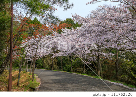 兵庫県 加東市 播磨中央公園 さくらまつり 兵庫県 加東市 播磨中央公園 さくらまつり 111762520