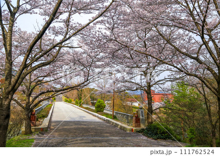 兵庫県 加東市 播磨中央公園 さくらまつり 111762524