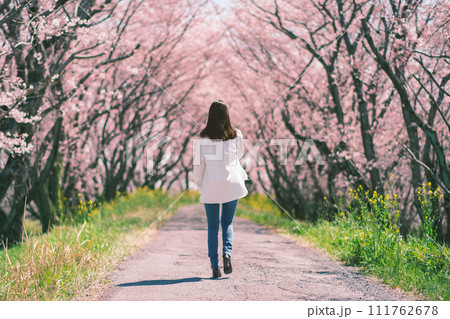 満開の桜並木の道を歩く女性（岐阜県大垣市曽根町 大島堤) 111762678