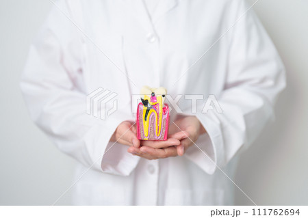 Dentist with tooth Anatomy model. Oral Teeth decay and disease, Scrape off tartar. March Oral health, Dentist Day, False Teeth. Toothache and Children Dental Health Month and Orthodontic Health Day Dentist with tooth Anatomy model. Oral Teeth decay and disease, Scrape off tartar. March Oral health, Dentist Day, False Teeth. Toothache and Children Dental Health Month and Orthodontic Health Day 111762694