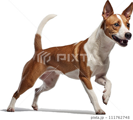 バセンジーのイメージ image of Basenji No1-5 111762748