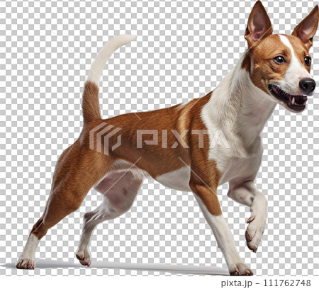 Image of Basenji No1-5 111762748