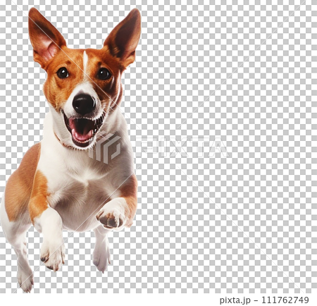 Image of Basenji No1-6 111762749