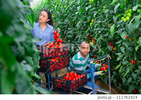 Woman helps man to harvest tomatoes in greenhouse Woman helps man to harvest tomatoes in greenhouse 111762924