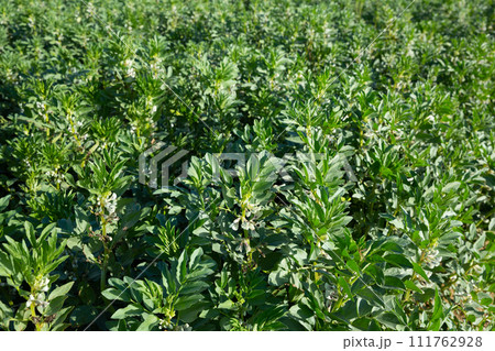 Blooming vicia faba plants on farm field Blooming vicia faba plants on farm field 111762928