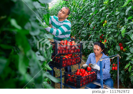 Two hispanic gardeners harvesting tomatoes in greenhouse Two hispanic gardeners harvesting tomatoes in greenhouse 111762972