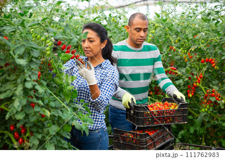 Woman helps man to harvest tomatoes in greenhouse Woman helps man to harvest tomatoes in greenhouse 111762983
