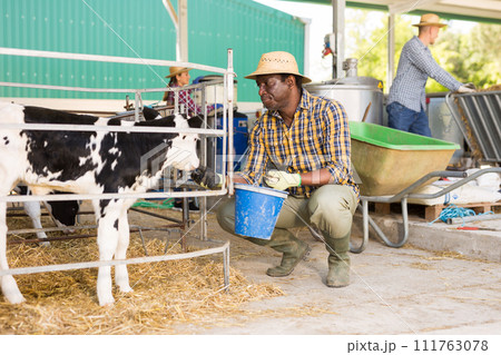 African american farmer feeding calves on livestock farm African american farmer feeding calves on livestock farm 111763078