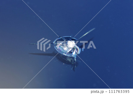 飛び石によるフロントガラスの傷 飛び石によるフロントガラスの傷 111763395